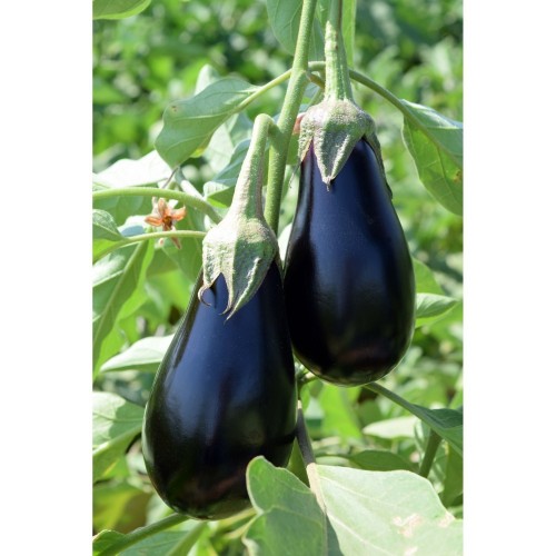 Semințe de vânătă - Mirval F1