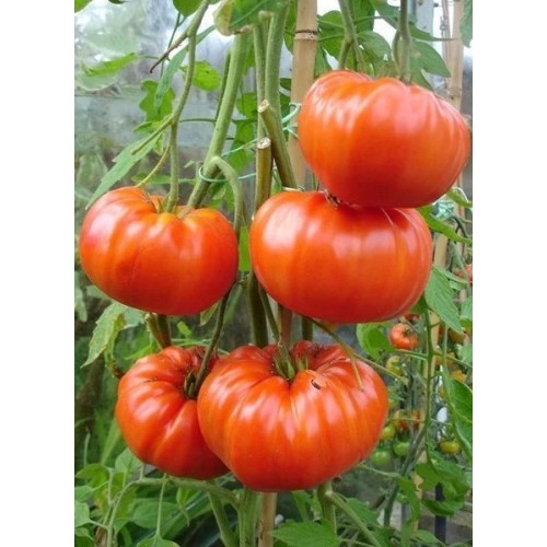 Semințele de tomate Gigant Roșu