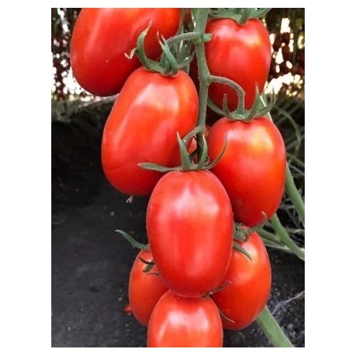 Serengheti F1