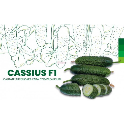 CASSIUS F1 
