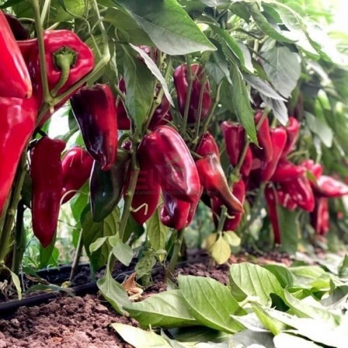 KAPRIMA F1