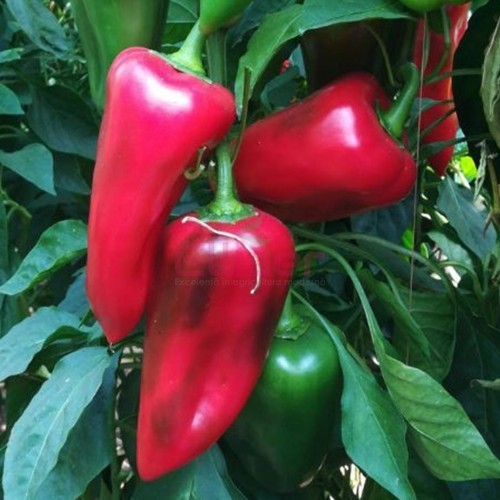 KAPRIMA F1