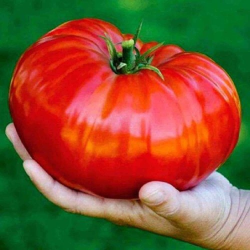 Semințele de tomate Gigant Roșu
